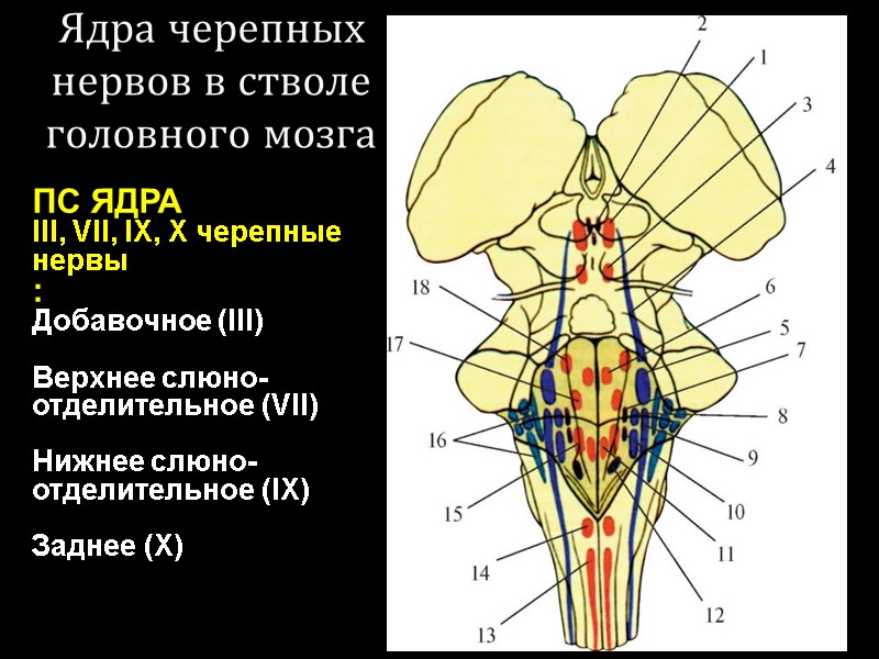 Ядра черепных нервов в стволе головного мозга ПС ЯДРА III, VII, IX, X черепные